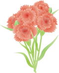 カーネーション10 カーネーション10