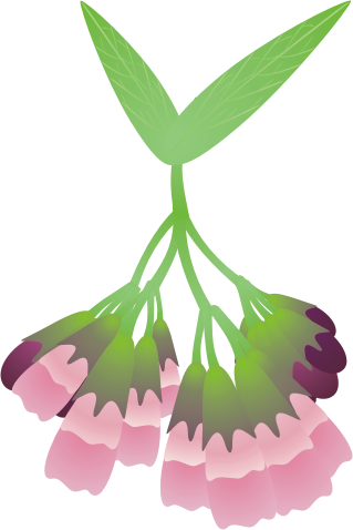 �R���t���[13