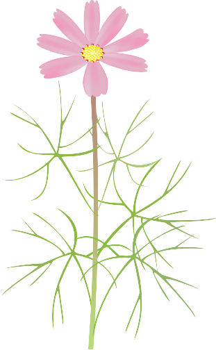 �R�X���X11