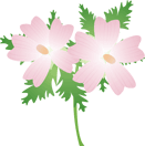 ムスクマロウ13 ムスクマロウ13