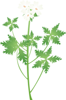 ムスクマロウ14 ムスクマロウ14