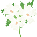 ムスクマロウ17 ムスクマロウ17