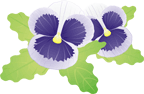 パンジー15 パンジー15