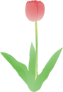 チューリップ15 チューリップ15
