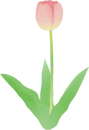 チューリップ16 チューリップ16
