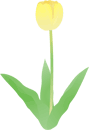 チューリップ18 チューリップ18